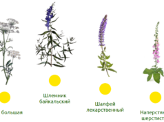 Возрождение производства лекарственных растений в России