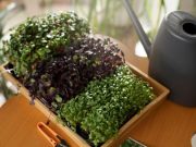 Микрозелень: польза, виды и особенности выращивания